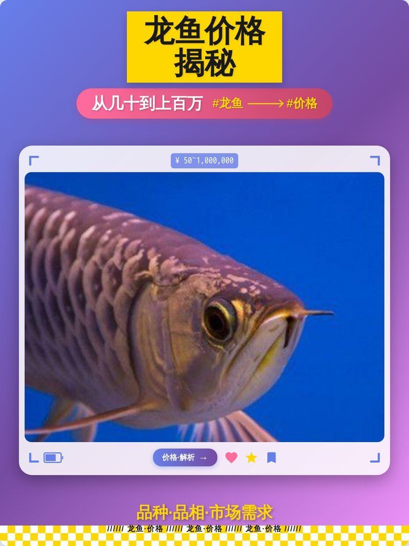 龍魚價格一般多少（酷拽生活家，龍魚價格大揭秘:從幾千到幾萬）