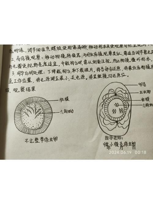 龍魚吃泥鰍后多久會死亡？，龍魚吃泥鰍后如何急救？
