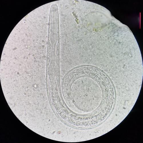 龍魚感染內寄后還能活多久？（arxiv論文助手（arxiv論文助手,龍魚感染內寄后能否存活）