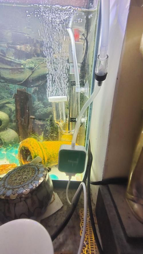 龍魚鎖框后如何緩解壓力？（arowanatankcovermodification指魚缸頂部封閉式結構封閉式結構） 龍魚鎖框后如何緩解壓力？（arowanatankcovermodification指魚缸頂部封閉式結構封閉式結構） 龍魚百科 第5張