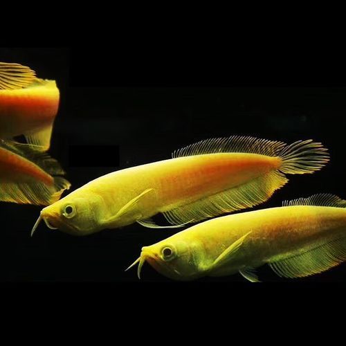 哪個平臺購買紅龍魚苗最可靠？（北京紅龍魚苗購買紅龍魚苗最可靠的平臺是什么平臺）