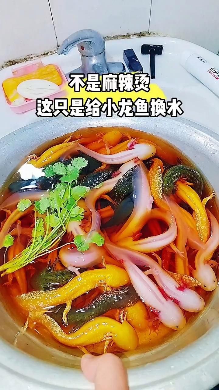 有沒(méi)有視頻教程演示龍魚(yú)換水？（龍魚(yú)換水教程視頻）