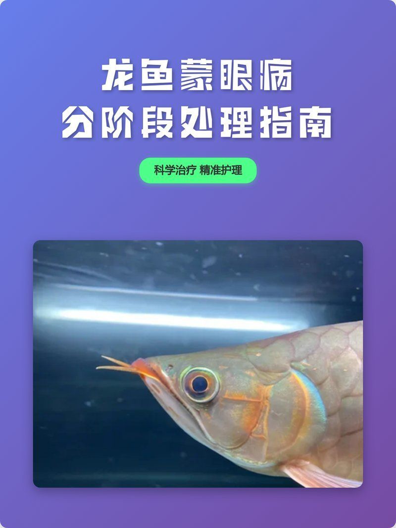 有哪些視頻資源可以詳細講解龍魚蒙眼治療方法？（關于龍魚蒙眼治療）