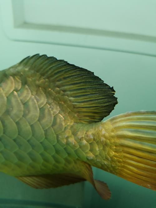 金龍魚爛尾的癥狀圖片（如何預防金龍魚爛尾？）
