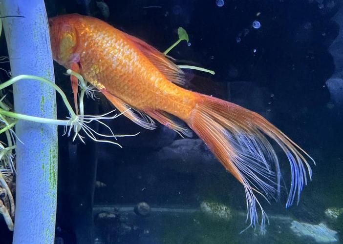 金龍魚爛尾的癥狀圖片（如何預防金龍魚爛尾？）