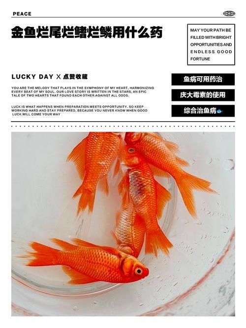 金龍魚爛尾的癥狀圖片（如何預防金龍魚爛尾？）