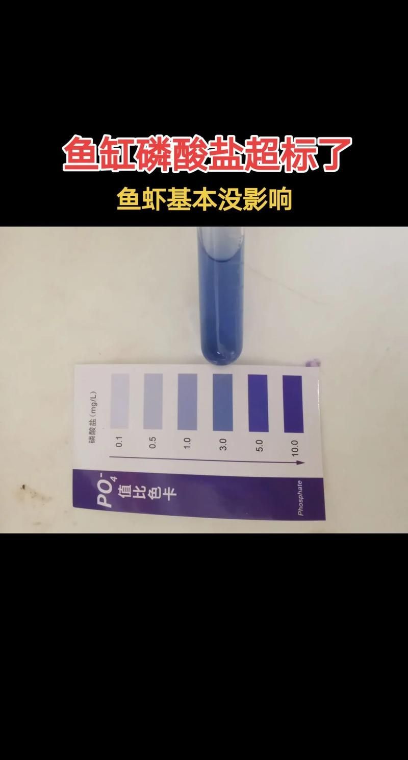 如何檢測紅龍魚缸的水質？（紅龍魚養護要點）