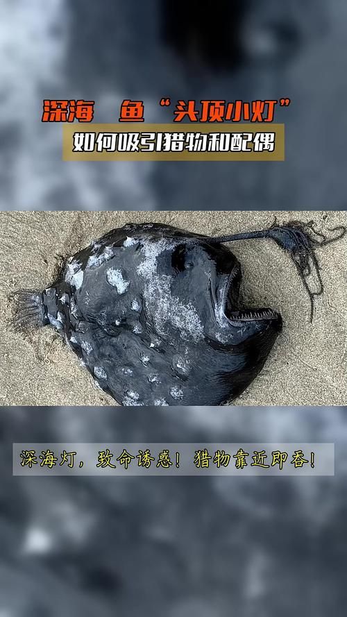 還有哪些與深海龍魚相關的神秘生物？（深海龍魚、小飛象章魚、小飛象章魚、小飛象章魚、[需手動填充][需手動填充]魚）