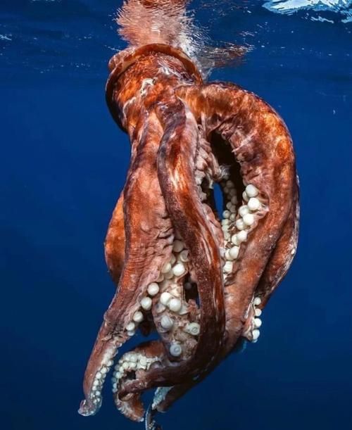 還有哪些與深海龍魚相關的神秘生物？（深海龍魚、小飛象章魚、小飛象章魚、小飛象章魚、[需手動填充][需手動填充]魚）