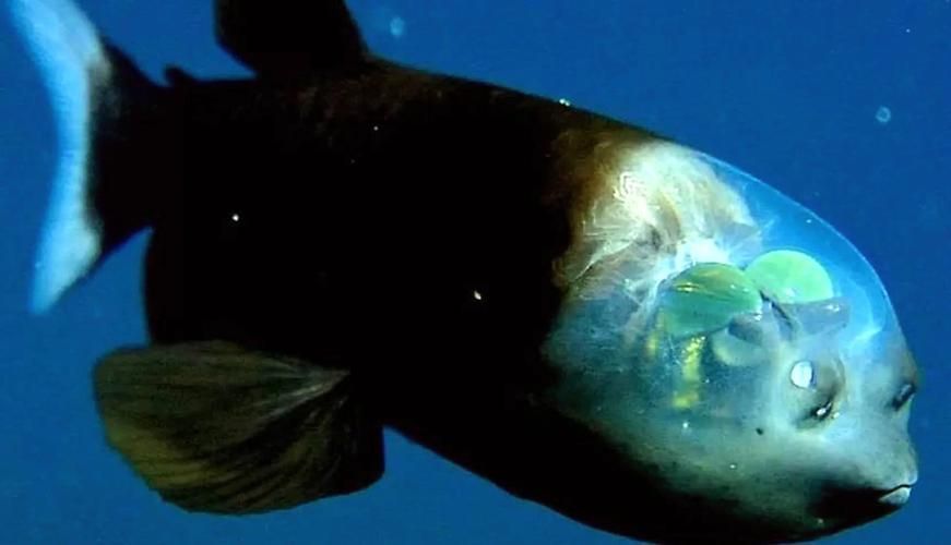 還有哪些與深海龍魚相關的神秘生物？（深海龍魚、小飛象章魚、小飛象章魚、小飛象章魚、[需手動填充][需手動填充]魚）