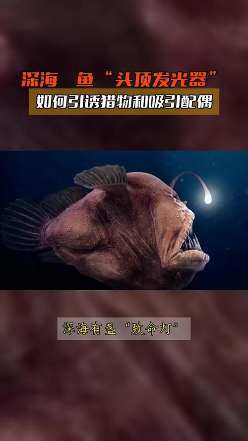 還有哪些與深海龍魚相關的神秘生物？（深海龍魚、小飛象章魚、小飛象章魚、小飛象章魚、[需手動填充][需手動填充]魚）