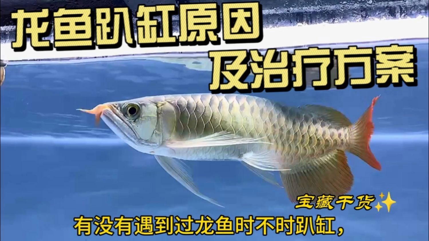 龍魚趴缸時應該如何調整喂食？（如何判斷龍魚是否恢復活力？）