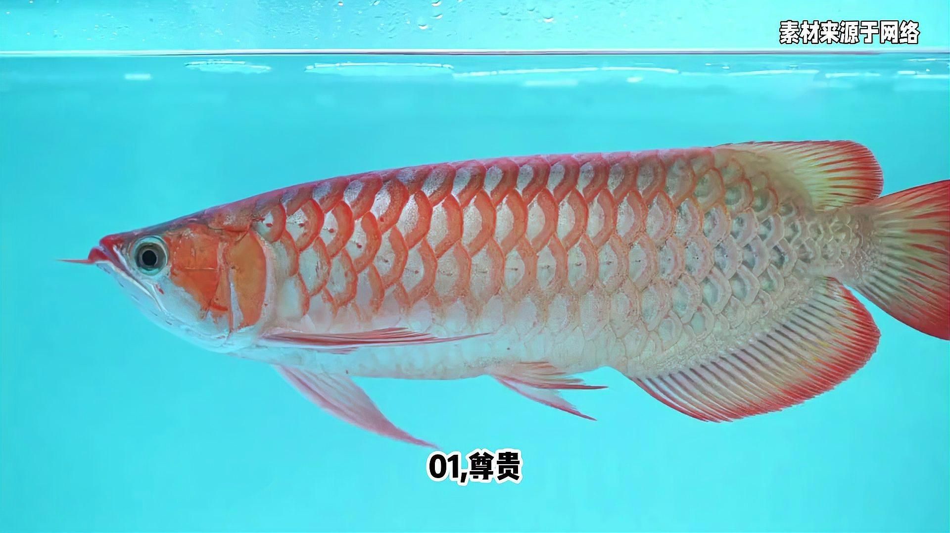 龍魚在文化中有哪些象征意義？（龍魚在哪些文化中有不同象征？）