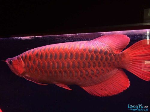 有哪些知名的紅龍魚品種？（紅龍魚中的紅尾金龍、紅尾金龍、紅尾金龍、紅尾金龍）