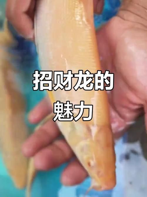 能提供更多招財龍魚的圖片嗎？（可以提供更多招財龍魚的圖片嗎？）