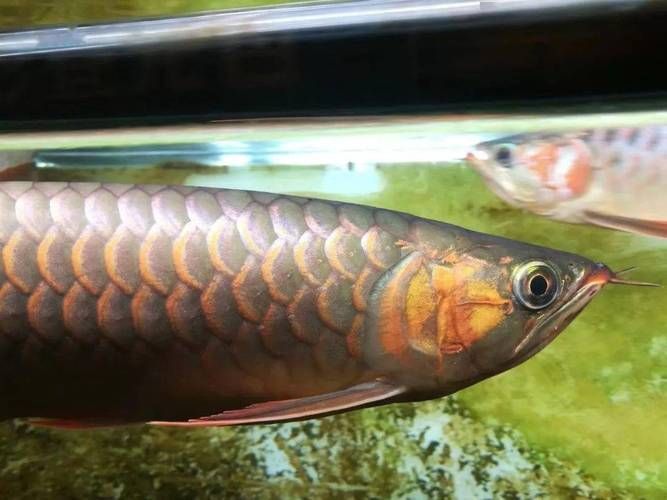 給我推薦一些高清的龍魚嘴圖片（如何找到高清的龍魚嘴圖片？）