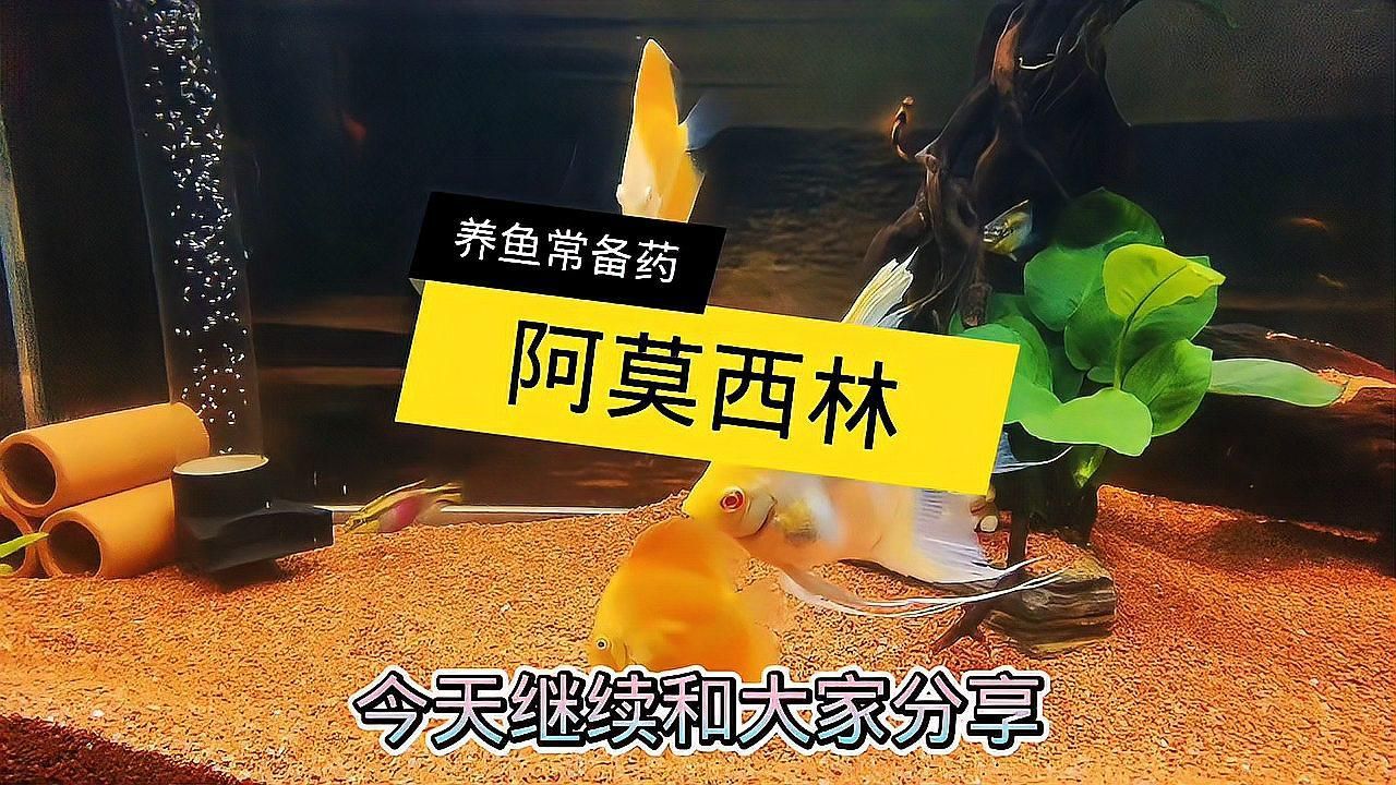 有哪些專用的消炎藥可以用于龍魚？（阿莫<strong><mark>西林</mark></strong>的消炎藥種類包括：阿莫<strong><mark>西林</mark></strong>的使用效果是什么）