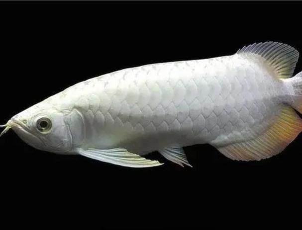 白子銀龍魚有哪些獨特品種？（白子銀龍魚養殖技術）
