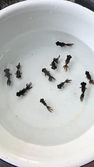臨泉龍魚有哪些品種？（臨泉龍魚是什么品種） 臨泉龍魚有哪些品種？（臨泉龍魚是什么品種） 龍魚百科 第5張
