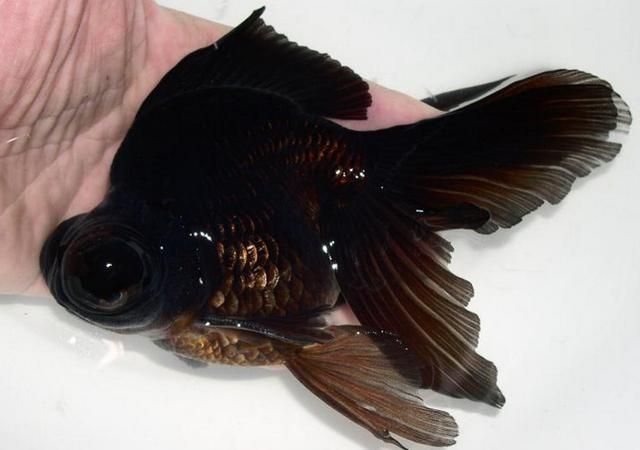 臨泉龍魚有哪些品種？（臨泉龍魚是什么品種） 臨泉龍魚有哪些品種？（臨泉龍魚是什么品種） 龍魚百科 第3張