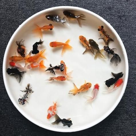 臨泉龍魚有哪些品種？（臨泉龍魚是什么品種） 臨泉龍魚有哪些品種？（臨泉龍魚是什么品種） 龍魚百科 第4張