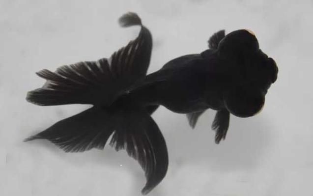 臨泉龍魚有哪些品種？（臨泉龍魚是什么品種） 臨泉龍魚有哪些品種？（臨泉龍魚是什么品種） 龍魚百科 第2張