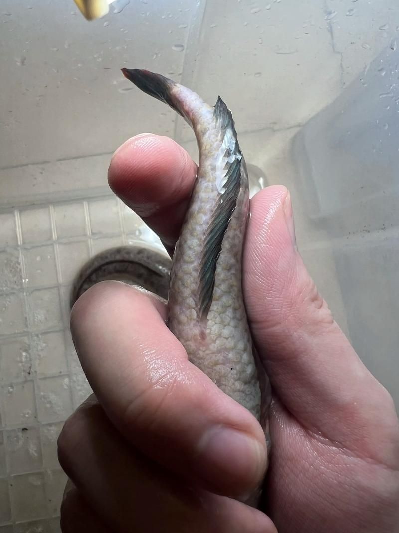 龍魚下巴黑多久會好？（龍魚下巴發黑前后對比“龍魚下巴發黑前后對比”）