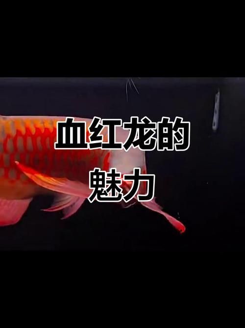 推薦一些適合初學者的紅龍魚品種（紅龍魚種類有哪些）