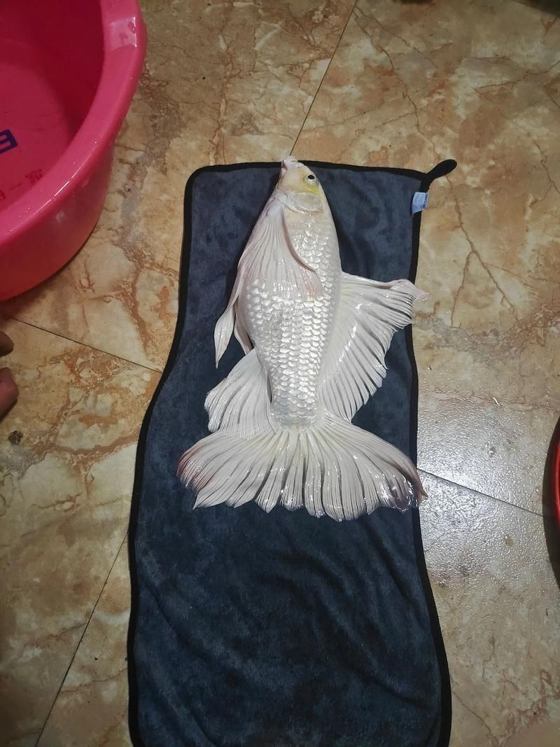 能提供龍魚嘴巴脫臼的恢復圖片嗎？（龍魚嘴巴脫臼可以恢復嗎？）