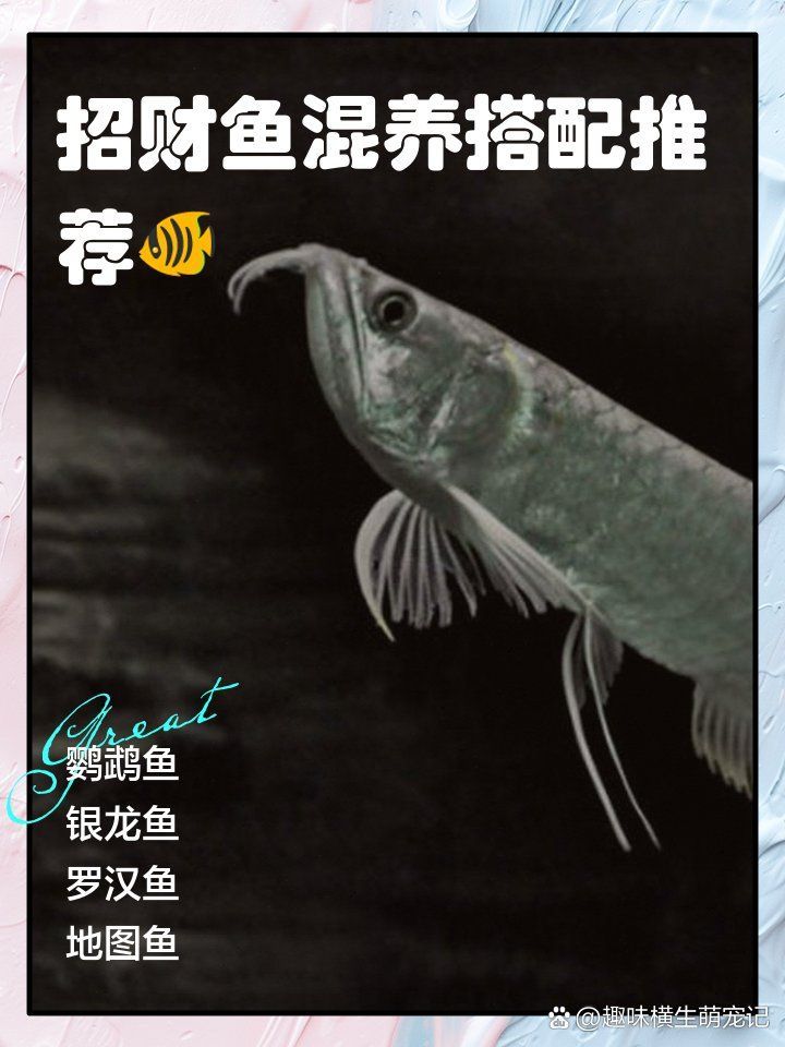 發(fā)財魚和龍魚混養(yǎng)需要多大的魚缸？（發(fā)財魚和龍魚混養(yǎng)有哪些成功案例龍魚混養(yǎng)搭配清單）