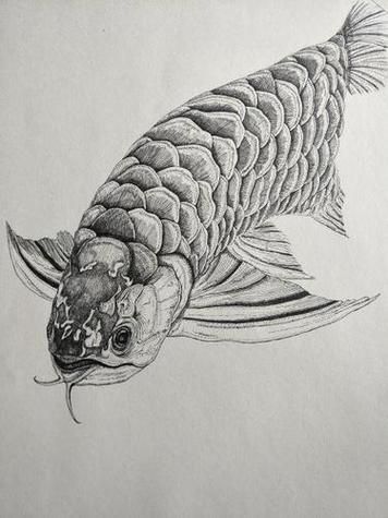 能提供一張深海龍魚的簡筆畫圖片作為參考嗎？（如何繪制一幅深海龍魚的簡筆畫？）