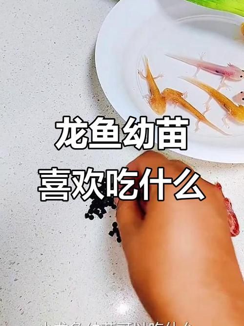 如何判斷龍魚小苗是否需要喂食？（如何判斷龍魚小苗是否需要喂食）