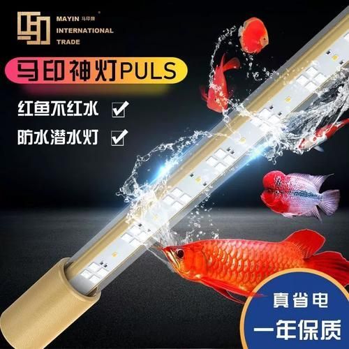 有哪些適合龍魚的夜燈品牌？（適合龍魚的夜燈品牌）