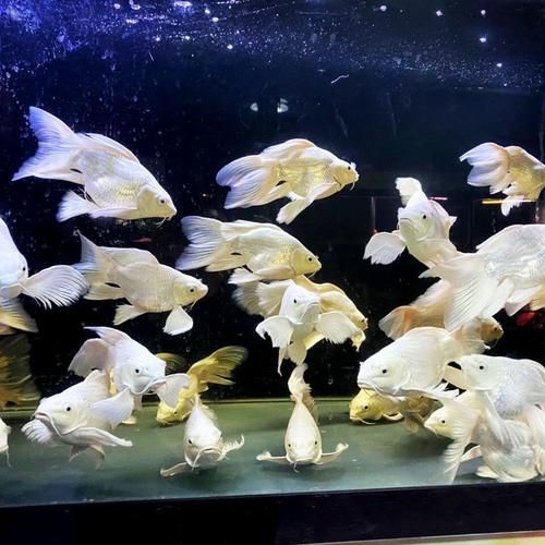 太湖龍魚蝴蝶尾的市場價格（太湖龍魚蝴蝶尾價格詳解）