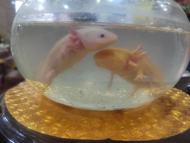 如何區分四腳龍魚和真正的龍魚？（“四腳龍魚vs真正的龍魚vs真正的龍魚（osteoglossidae））