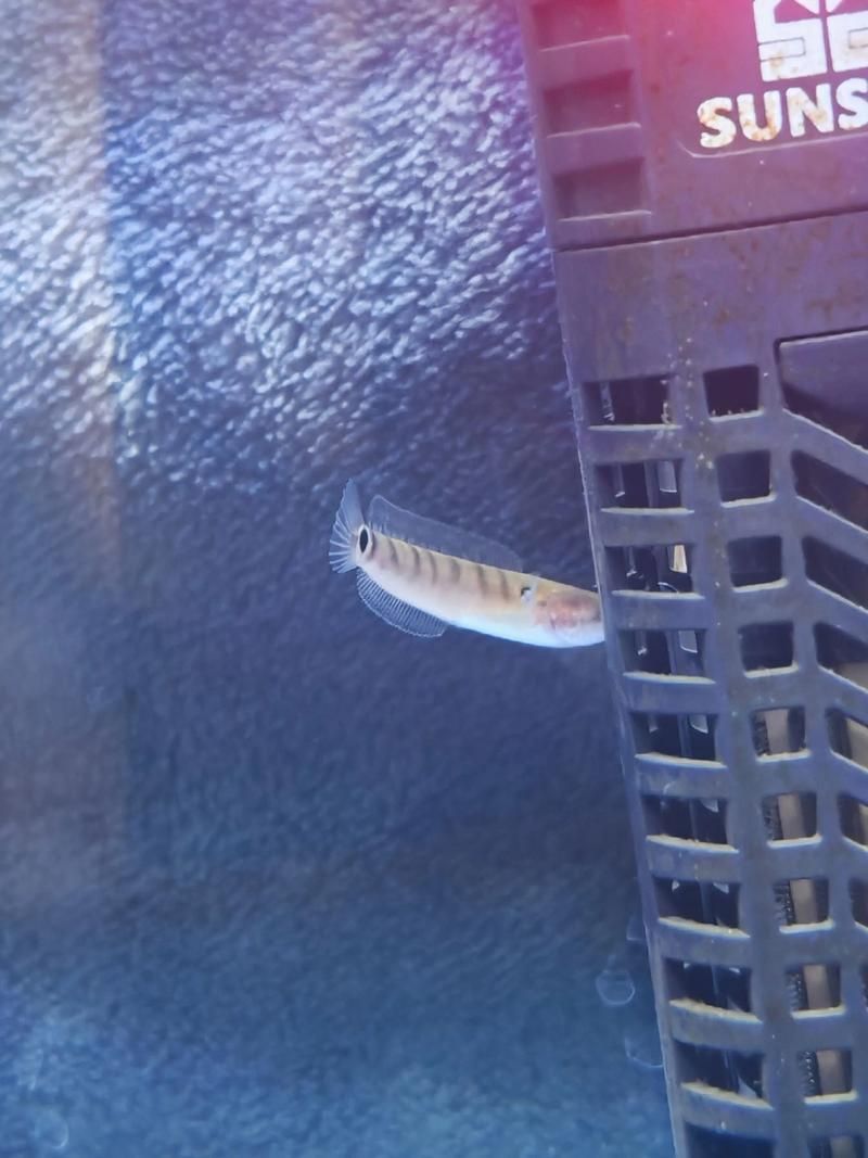 能提供更多龍魚幼苗的高清圖片嗎？（可以提供更多龍魚幼苗的高清圖片嗎？）
