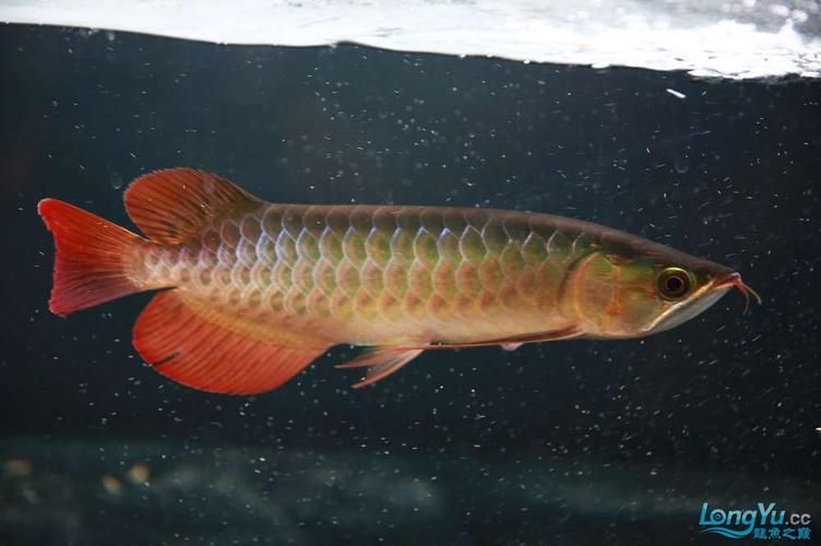 李亞四紅龍魚怎么樣？（李亞四紅龍魚的價格是多少） 李亞四紅龍魚怎么樣？（李亞四紅龍魚的價格是多少） 龍魚百科 第8張