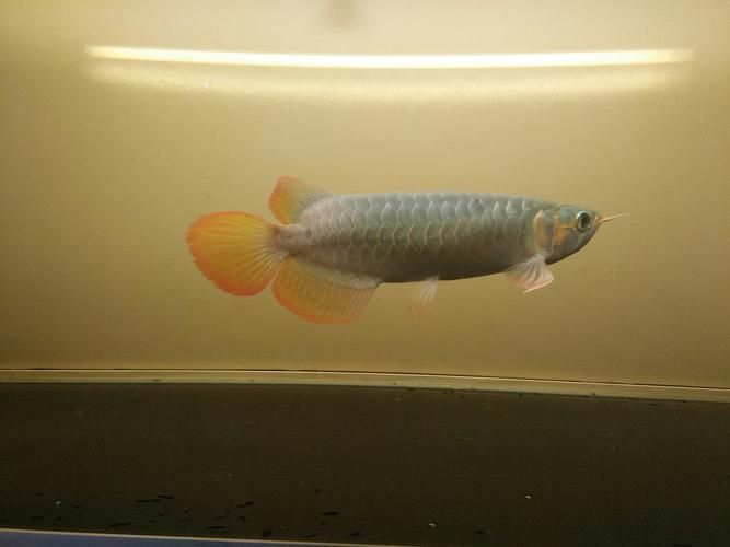 李亞四紅龍魚怎么樣？（李亞四紅龍魚的價格是多少） 李亞四紅龍魚怎么樣？（李亞四紅龍魚的價格是多少） 龍魚百科 第3張