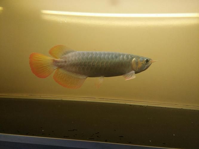 李亞四紅龍魚怎么樣？（李亞四紅龍魚的價格是多少） 李亞四紅龍魚怎么樣？（李亞四紅龍魚的價格是多少） 龍魚百科 第4張