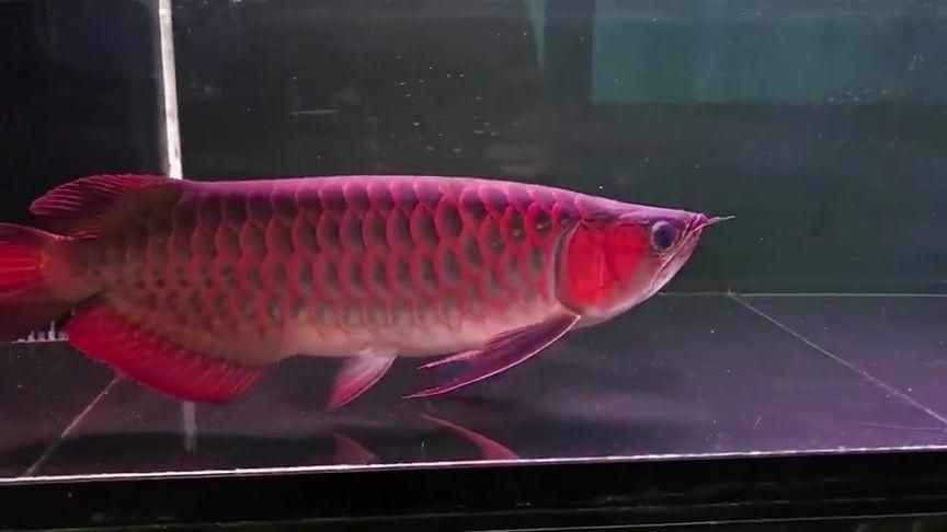 李亞四紅龍魚怎么樣？（李亞四紅龍魚的價格是多少） 李亞四紅龍魚怎么樣？（李亞四紅龍魚的價格是多少） 龍魚百科 第6張