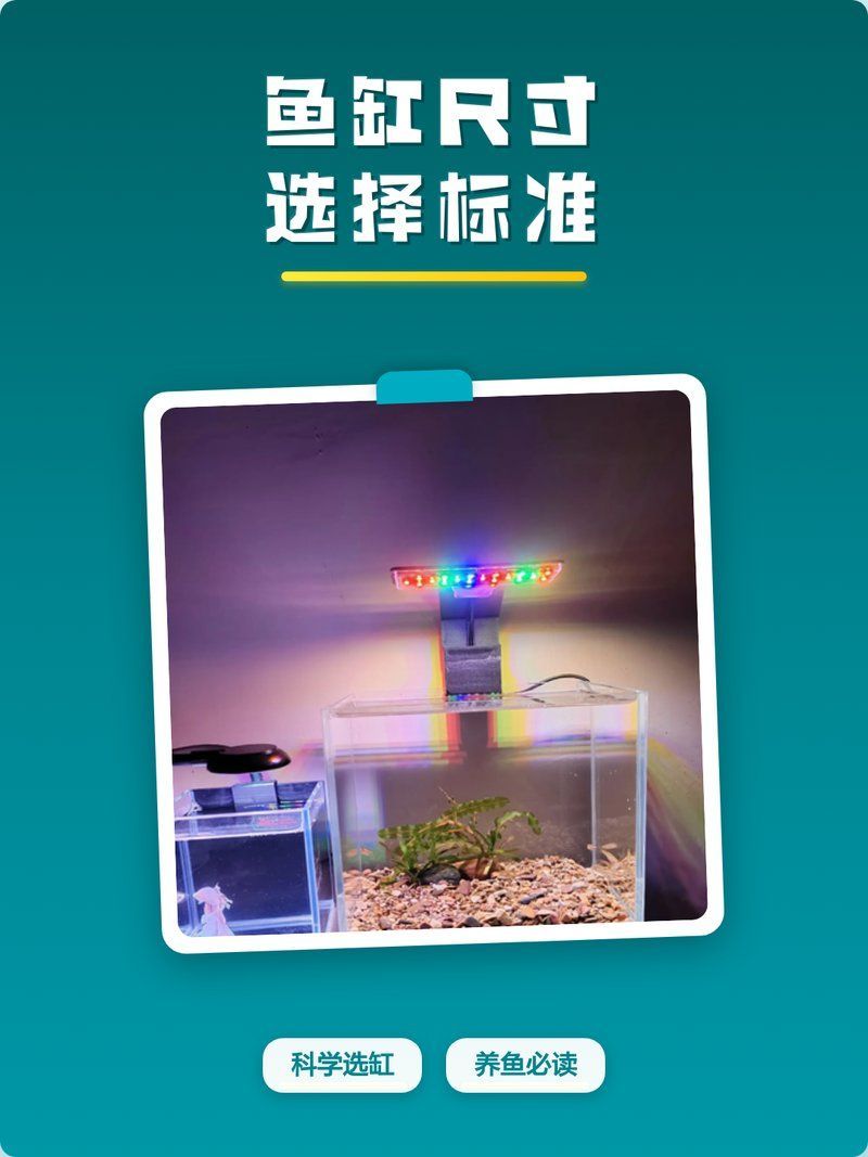 龍魚30到40公分需要多大的魚缸（30-40公分龍魚缸配置清單）