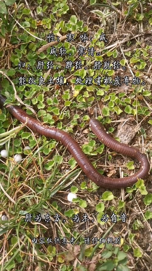 有哪些天然飼料可以幫助龍魚排氣?(幫助龍魚排氣的天然飼料) 龍魚百科 第4張 有哪些天然飼料可以幫助龍魚排氣?(幫助龍魚排氣的天然飼料) 有哪些天然飼料可以幫助龍魚排氣?(幫助龍魚排氣的天然飼料) 龍魚百科 第4張