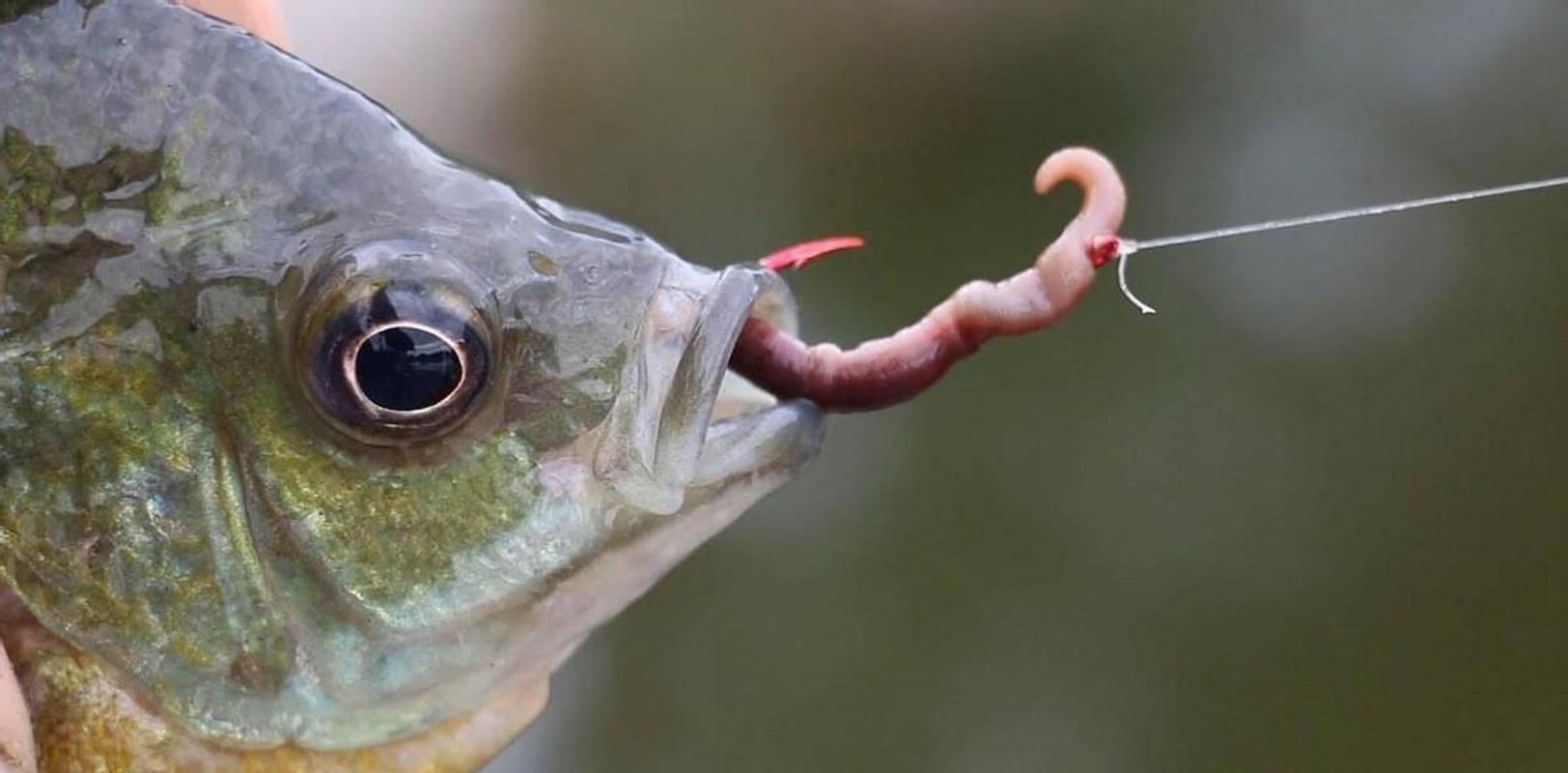 有哪些天然飼料可以幫助龍魚排氣?(幫助龍魚排氣的天然飼料) 龍魚百科 第1張 有哪些天然飼料可以幫助龍魚排氣?(幫助龍魚排氣的天然飼料) 有哪些天然飼料可以幫助龍魚排氣?(幫助龍魚排氣的天然飼料) 龍魚百科 第1張