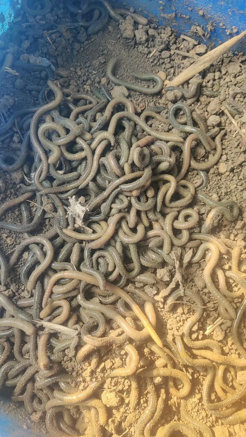 有哪些天然飼料可以幫助龍魚排氣?(幫助龍魚排氣的天然飼料) 龍魚百科 第5張 有哪些天然飼料可以幫助龍魚排氣?(幫助龍魚排氣的天然飼料) 有哪些天然飼料可以幫助龍魚排氣?(幫助龍魚排氣的天然飼料) 龍魚百科 第5張