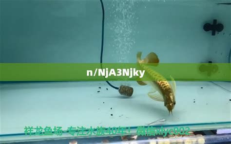 如何預防龍魚尾鰭變黑？（如何預防龍魚尾鰭變黑）