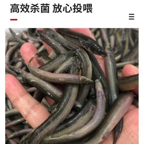 有哪些食物可以替代活魚喂龍魚？