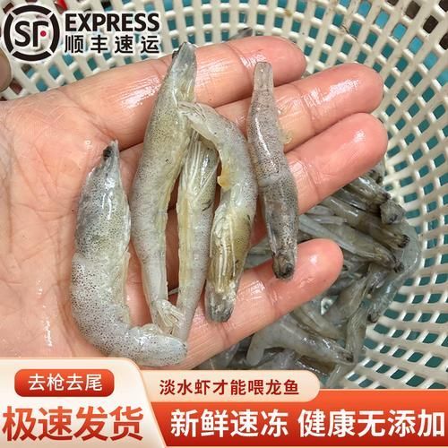 有哪些食物可以替代活魚喂龍魚？