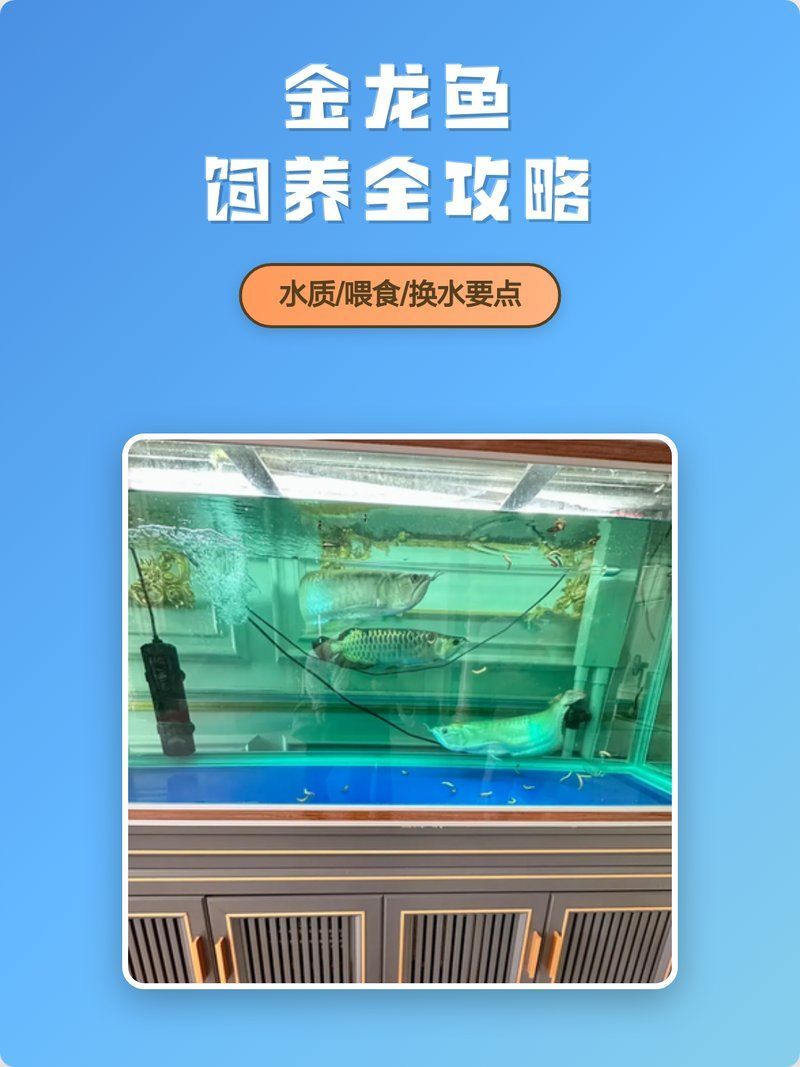 如何預防金龍魚鱗片翹起？（北京地區如何預防金龍魚鱗片翹起）