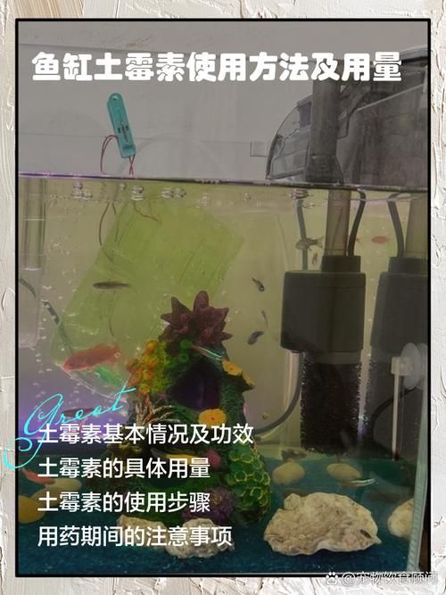 哪些藥物可以用于龍魚嘴撞豁治療？（治療龍魚嘴部撞豁的方法）