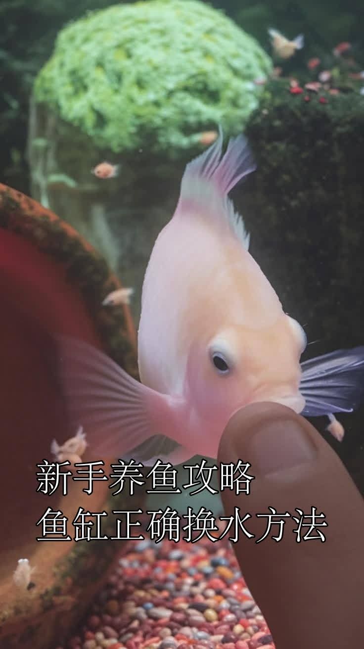 龍魚缸多久換一次水（龍魚缸換水的正確方式）
